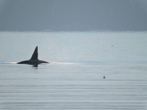 Ah the joys of living in the PNW ! Pod of orcas in the harbor