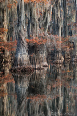 libutron:  Autumn Reflections | ©David Chauvin  (Louisiana,