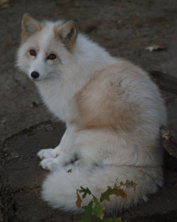 radivs:  Arctic Fox by FullofSecrets 