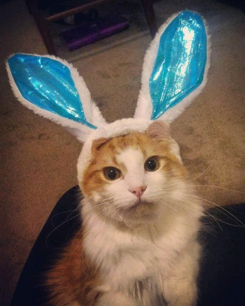 Happy Easter from Rufus the bunny cat!