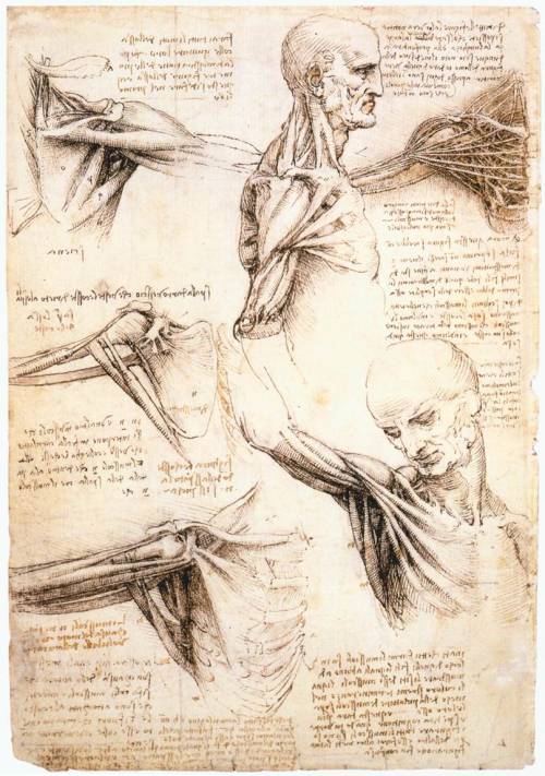 Anatomical studies of the shoulder, 1510, Leonardo Da VinciMedium: chalk,ink,paper