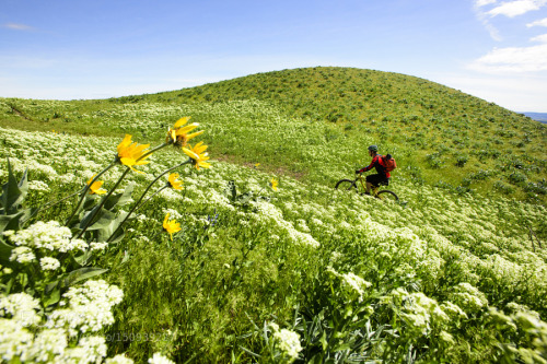 jonurbana:  Meadow Rider