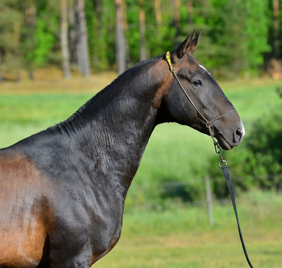 thequeerblackequestrian:  all-the-horses:   horsesanddogsandmen:  all-the-horses: