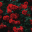 bella-heartbroken