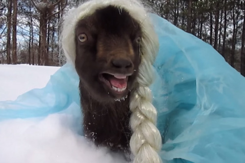 ainawgsd:Goats in Costumes