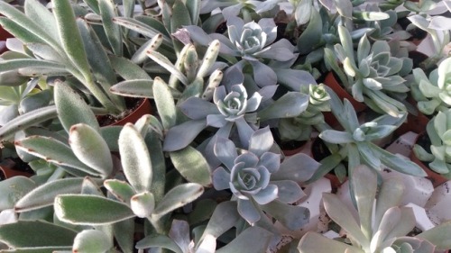 peace-and-awe: succulentstaken by cell phonemy original photography- please do not remove credit