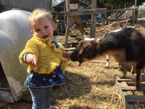 beautiful dwarf goat baby 