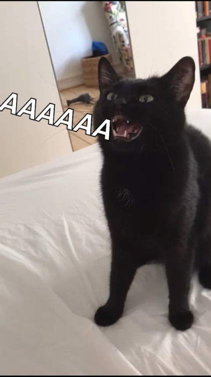 myrstack:scream kitty scream