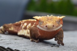 crested-gecko:  Jaeger strutting his stuff 