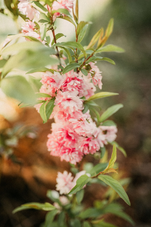 rhiannatruexx: double flowering almond