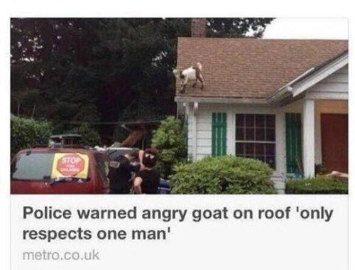 srsfunny:Still One Of My Favorite News Headlines