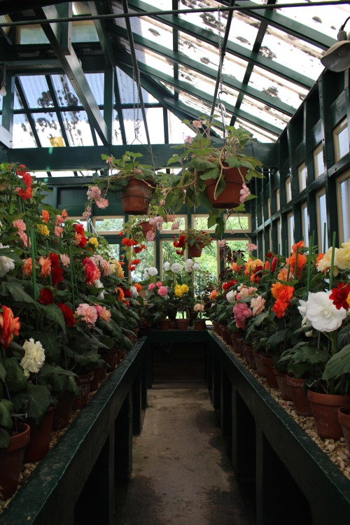 plantconstellations:found this tiny begonia greenhouse in a park in bathurst