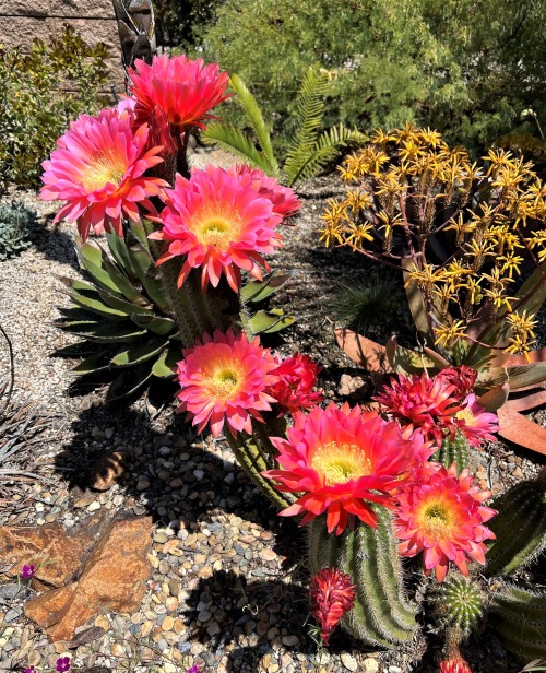 Echinopsis hybridsThis is a spectacular time of year for Echinopsis hybrids, and four examples are i