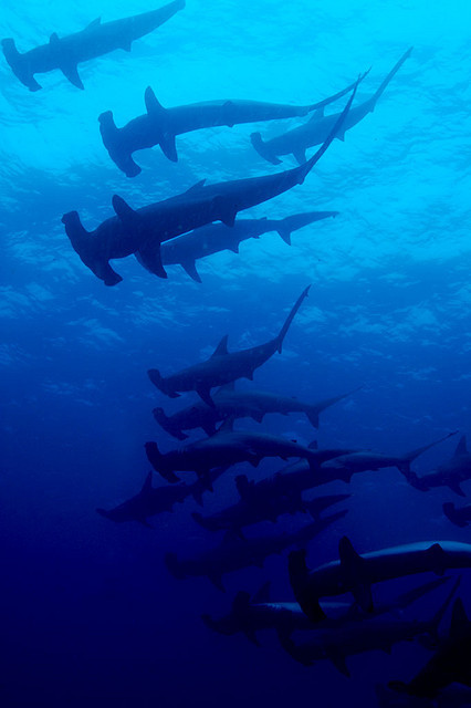 thelovelyseas:  schooling hammerhead sharks wolf island by Live_Adventurously1 on Flickr.