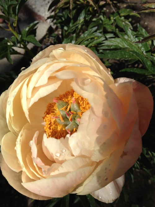 XXX mouselet:  Tree peony in Eastern Oregon  photo