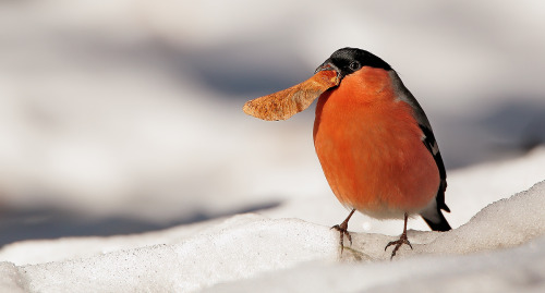 Eurasian Bullfinch (Pyrrhula pyrrhula) »by Luciando Casagranda