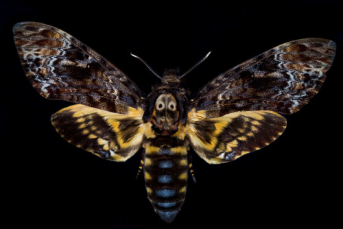 Death’s-head hawkmoth Scientific name: Acherontia atroposLocality: Sumatra, IndonesiaDepartment: Ent