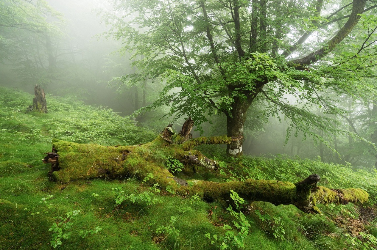 sweetd3lights:    By Igor Galarza Insausti   