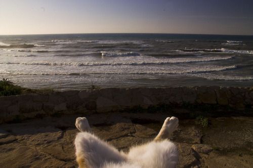 Vacation Kitty(via Opher Maoz)