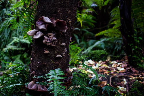 Wintergardens at Auckland Domain