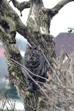 passagetohaven: My cat being majestic on her favourite tree