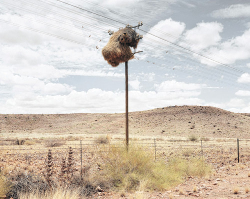 Massive Bird Nests Built on Telephone Poles in Southern Africa are Home to Multiple Species of Birds by Christopher @ Colossal No these aren’t haystacks stuck in a phone pole. Visit the Kalahari Desert in the south of Africa and you’re bound to run