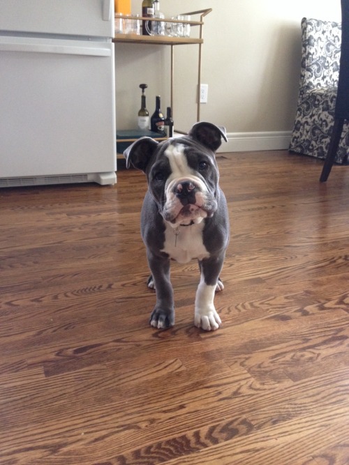 handsomedogs:  George! 4 month old Olde English Bulldogge and full of beans