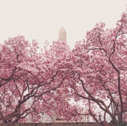 nythroughthelens:  New York City - Springtime