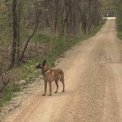 corsoconcealment:  A stroll with the pup…