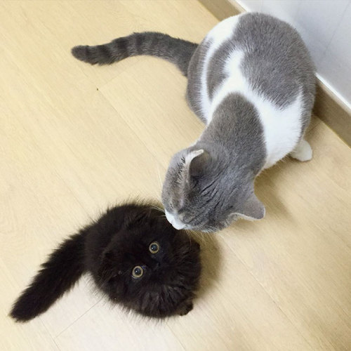 mostlycatsmostly: brainpoots: @holykittens O_O