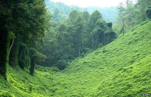 capacity:Living in a house like this would make me so happyThis is called KUDZU. People hate it! Eve