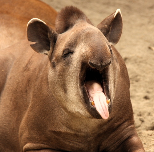 droewyn: sandsvendor100:Gender I’m… pretty sure that’s a tapir?This is a gender: 