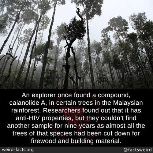 mindblowingfactz:An explorer once found a compound, calanolide A, in certain trees in the Malaysian 