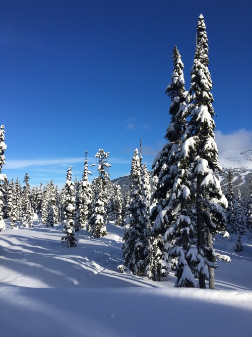 alixxcampbell:  •Whistler, British Columbia, Canada•  *heaven
