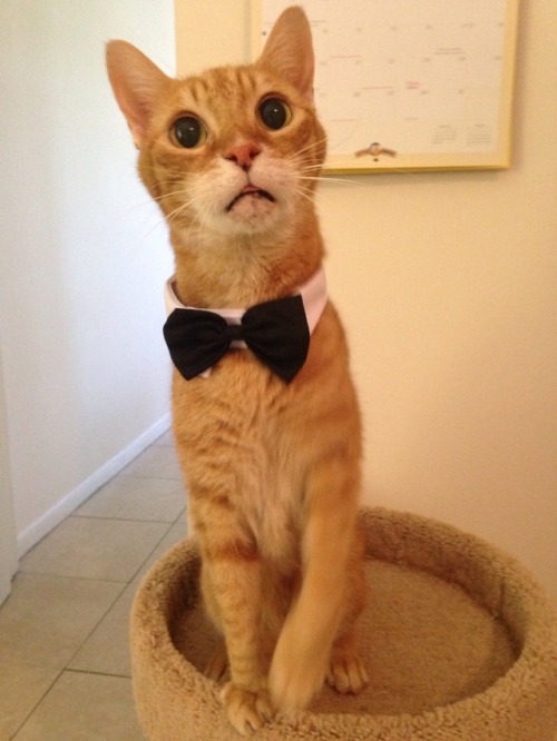 viperfishy:Sonny got a new fun thing to wear. A gentle man