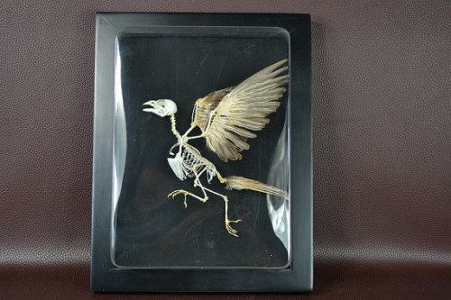  Frame Bird Taxidermy Mount $70.00