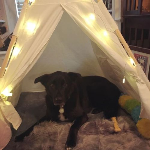 I got my dog a tent because I thought she would love having a fort&hellip; I was right. Gail is 