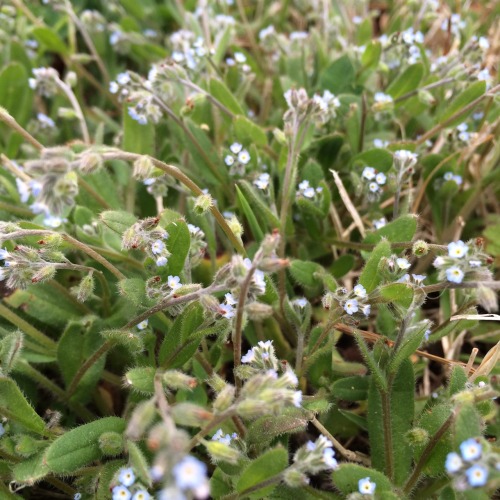 found the tiniest flowers today