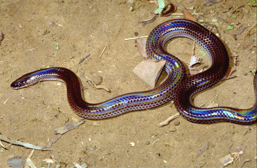 astronomy-to-zoology: Sunbeam Snake (Xenopeltis unicolor) is a species of non-venomous snake native 