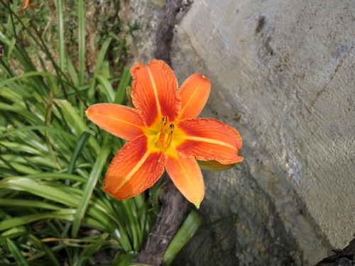 27/Jun/2016Grandpa isn’t here anymore, but the flowers he lovingly planted for grandma are still the