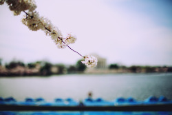 orientaltiger:  Cherry Blossoms in Washington, DC