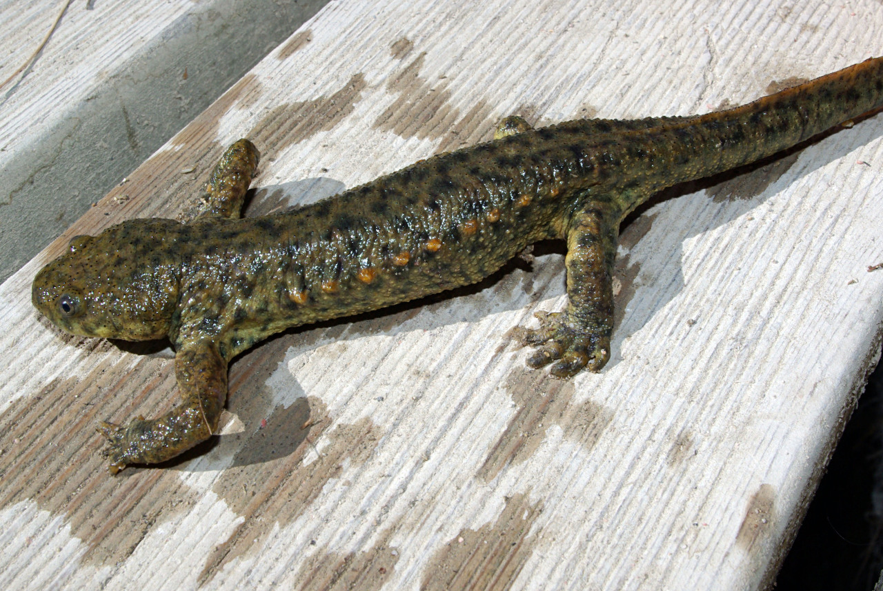 The Iberian ribbed newt (Pleurodeles waltl) is native to the Iberian Peninsula and northwest Africa. (Image source)
When threatened, it’s capable of swinging its ribs outwards so that their sharp points actually pierce through its own skin to act as...