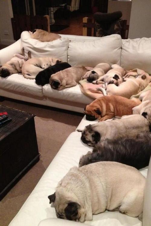 babyanimalsdaily:Guess we wont be using the couch todayFollow Us for More BABY ANIMALS DAILY