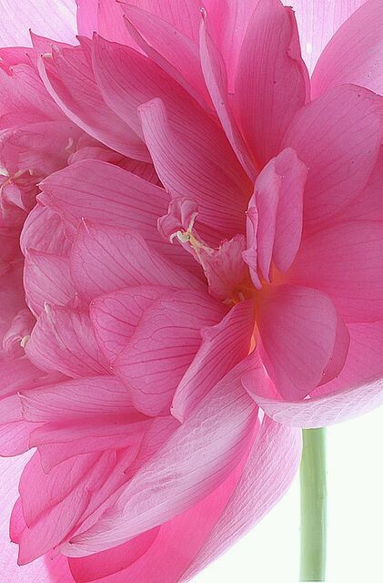 Lotus flower petal shape