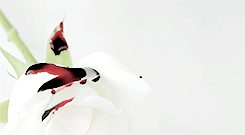 ashara:  Persephone ate the seeds because on land she was a flower but over death