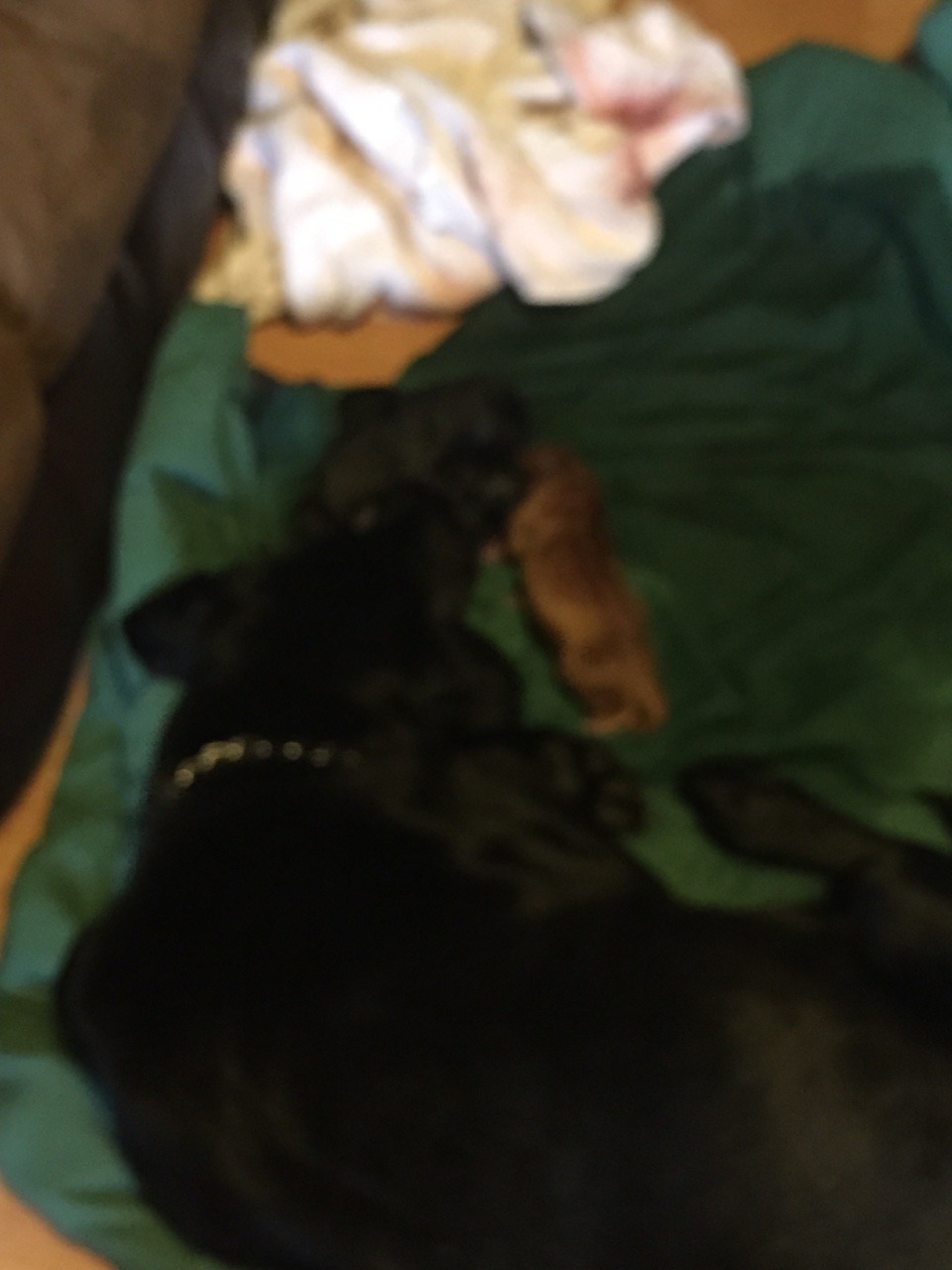 Roommates dog is having puppies 😀😁😍