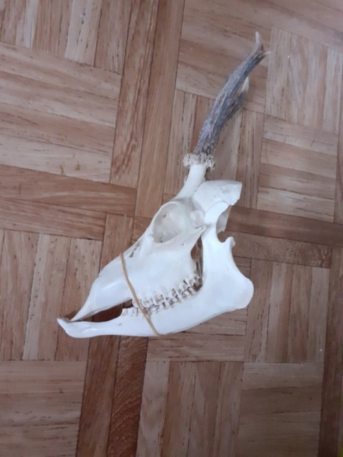 FOR SALE, CHEAP! Young (about 4 years old) R.oe b.uck skull with lower jaws. Misses its nasal turbin