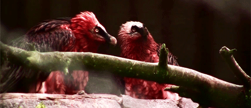 abookofcreatures:simplytheanthropic:My all time favorite animal.The red-bearded vulture.The bearded 