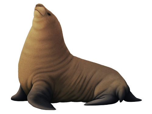 Desmatophocids were a group of seal-like pinnipeds that appeared very early in the group’s evo