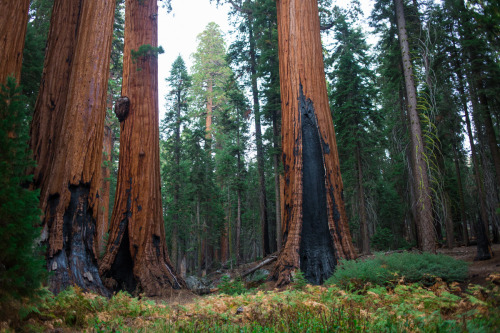 While we were hiking in the Giant Sequoias there was a torrential downpour and a lightning storm. Th